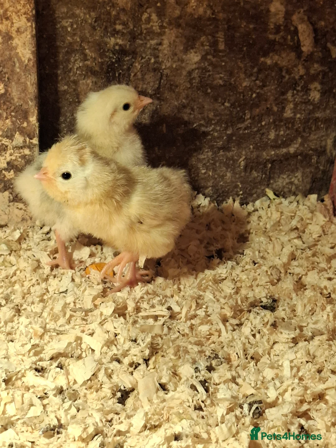 Chickens poultry for sale: Mottled Houdans chicks - Advert 11