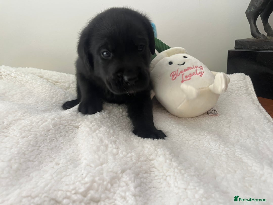 Mixed Breed dogs for sale: 11 Fabulous LABROTTIES - Advert 19