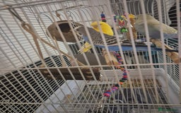 Budgerigars birds for sale: 3 budgies looking for new home  - Image 3