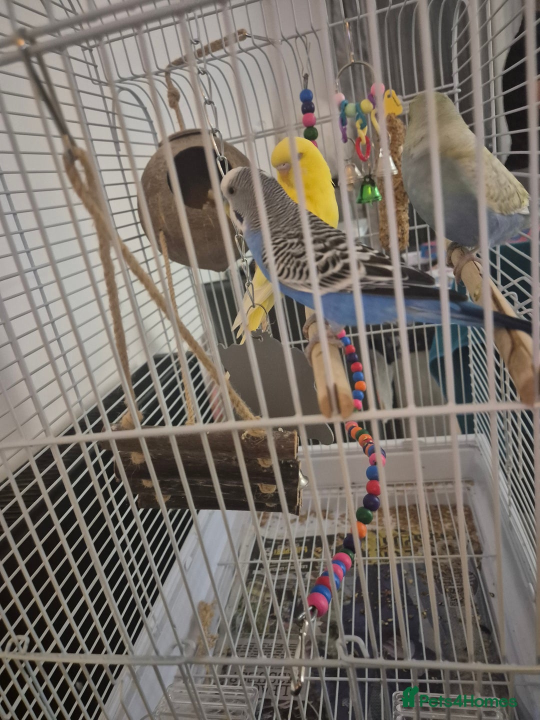 Budgerigars birds for sale: 3 budgies looking for new home  - Image 3