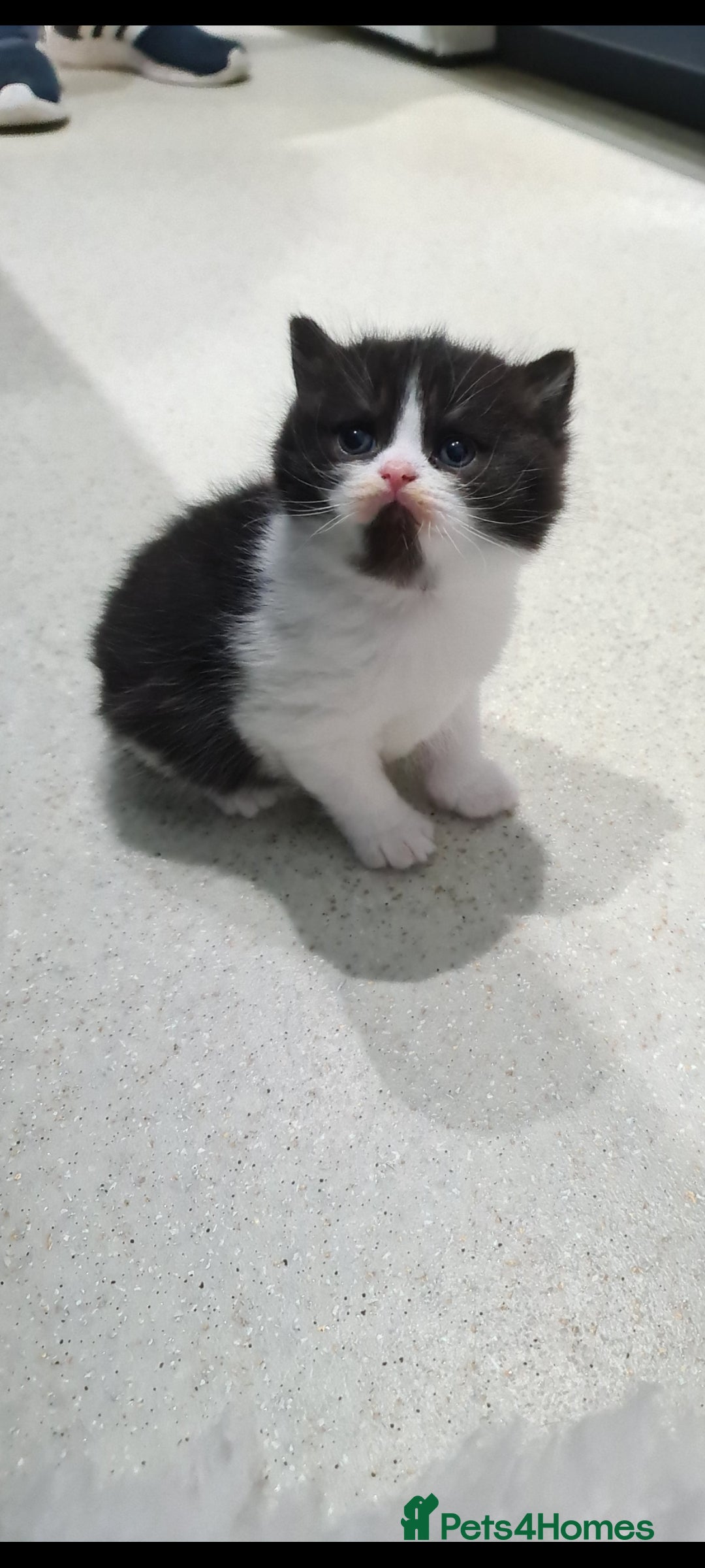 British Shorthair cats British shorthair kittens  - Advert 10