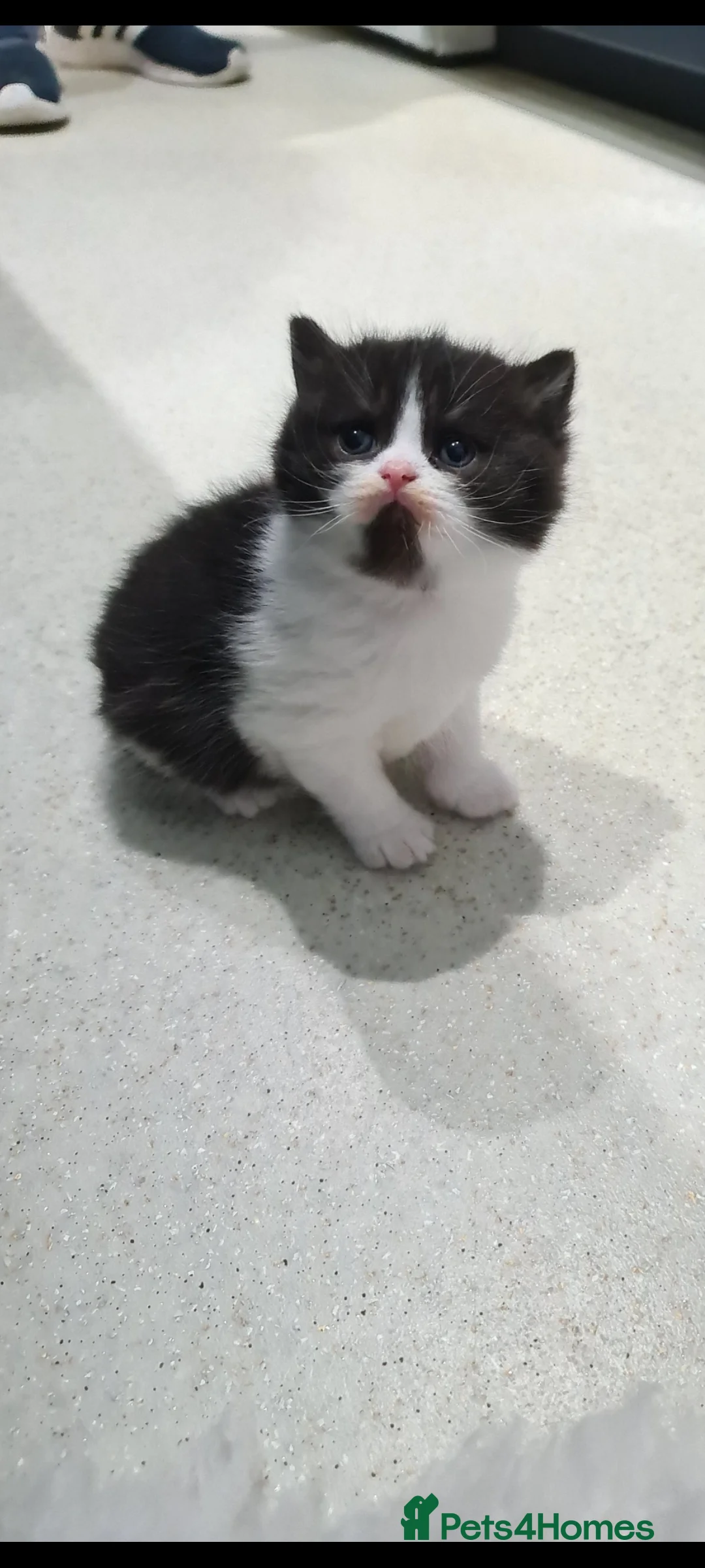 British Shorthair cats for sale: British shorthair kittens  - Advert 10