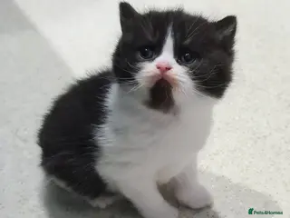 British Shorthair cats British shorthair kittens - Advert 10