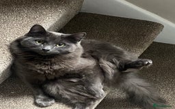 RagaMuffin cats for sale: 2 lovely cuddly male cats for adoption - Image 2