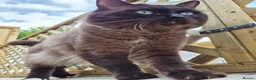 Ragdoll cats for stud: Ragdoll Seal Sepia Stud Genetically Tested 🐾 - Advert 2