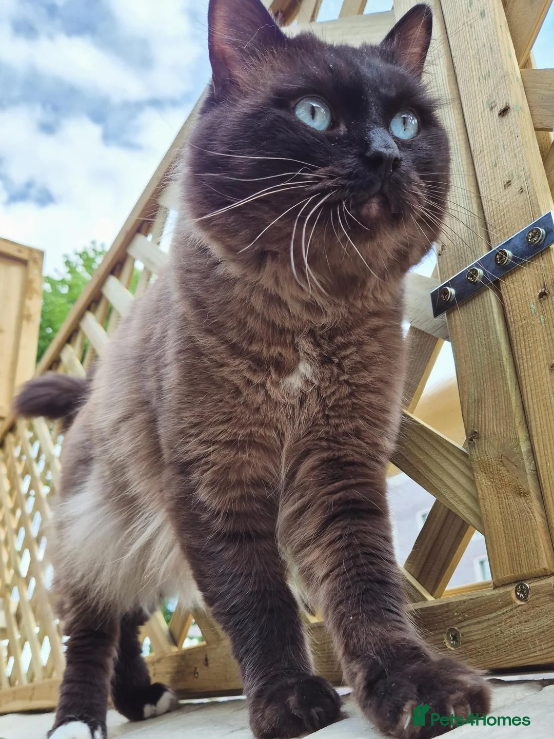 Ragdoll cats for stud: Ragdoll Seal Sepia Stud Genetically Tested 🐾 - Advert 2