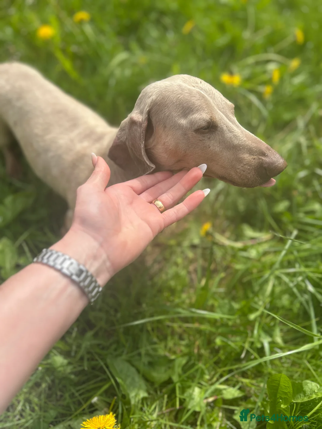 Miniature Dachshund dogs for stud: ⭐️ TRIGGER⭐️ smooth hair Isabella & Tan STUD in Mexborough - Advert 31