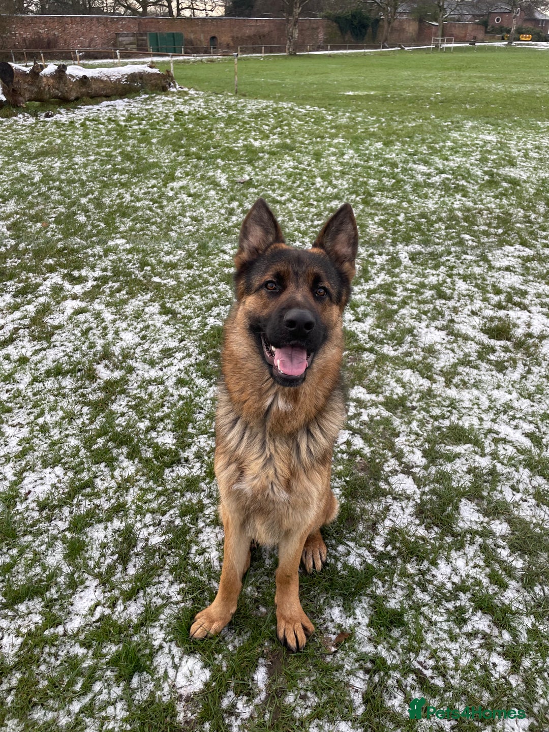 German Shepherd dogs for stud: German Shepherd  - Advert 3