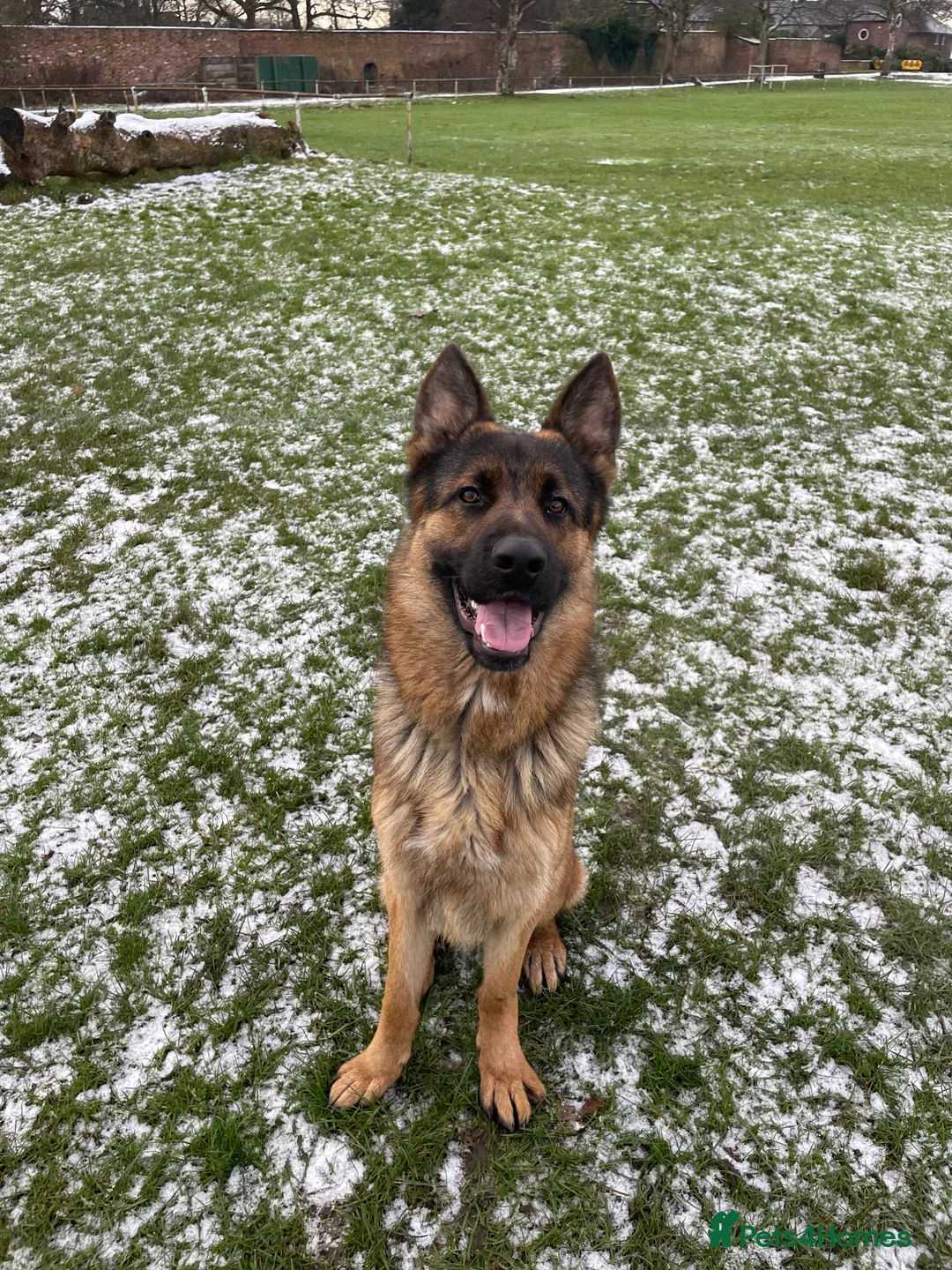 German Shepherd dogs for stud: German Shepherd  - Advert 3