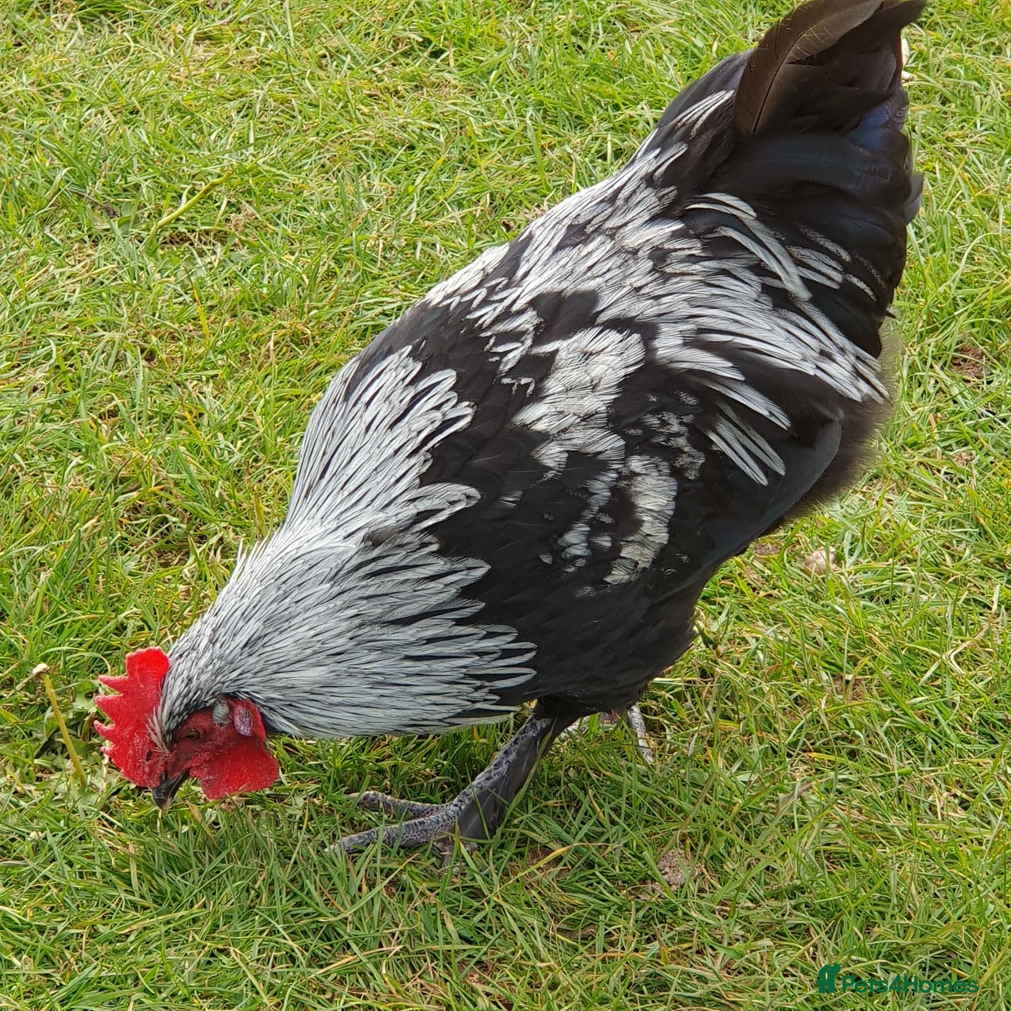 Chickens poultry Silver marans cockerals - Advert 1