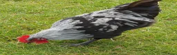 Chickens poultry for sale: Silver marans cockerals in Horncastle - Advert 1