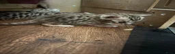 Bengal cats for sale: Charcoal bengal kittens registered.  - Advert 6