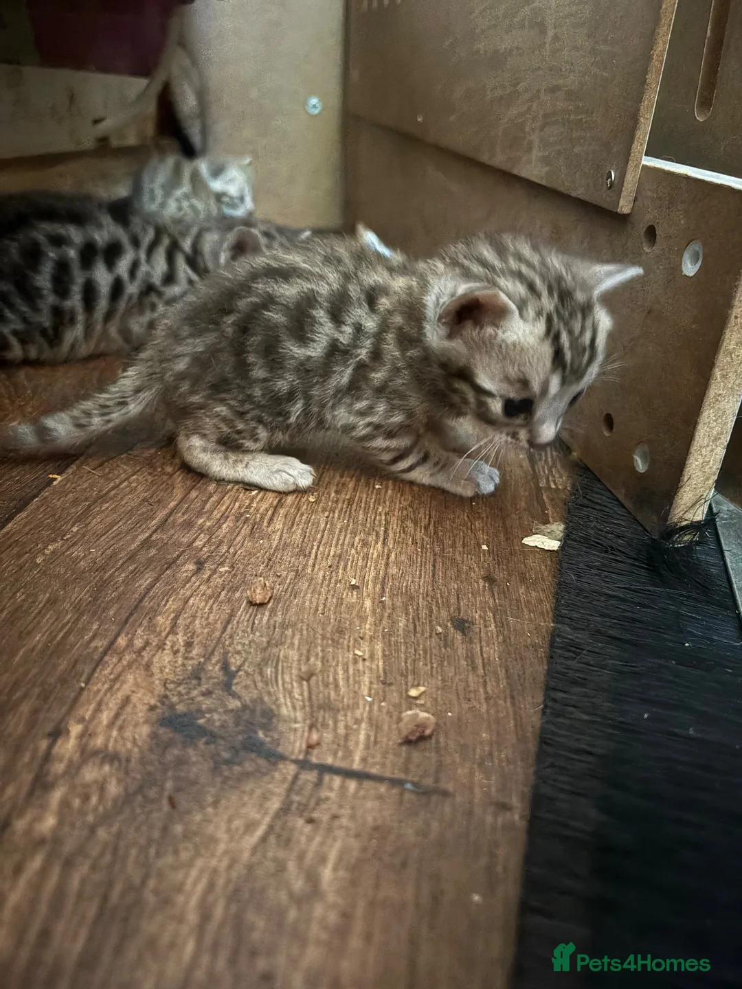 Bengal cats for sale: Charcoal bengal kittens registered.  - Advert 6