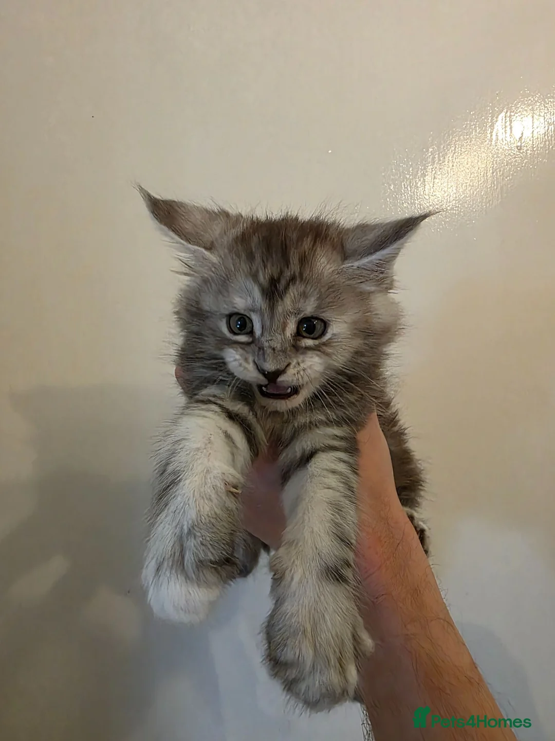 Maine Coon cats for sale: Beautiful Maine Coon Kittens  - Advert 1