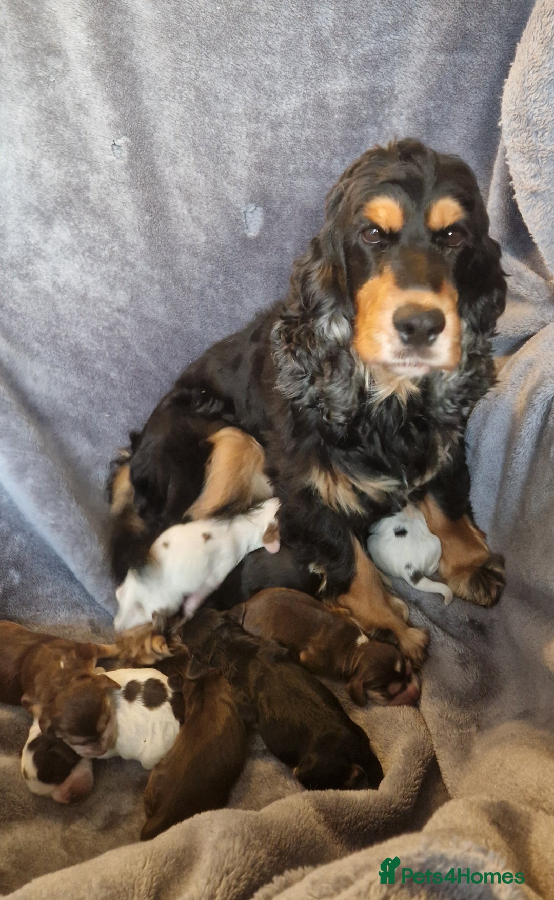 Cocker Spaniel dogs for sale: Kc registered show type puppies - Image 12