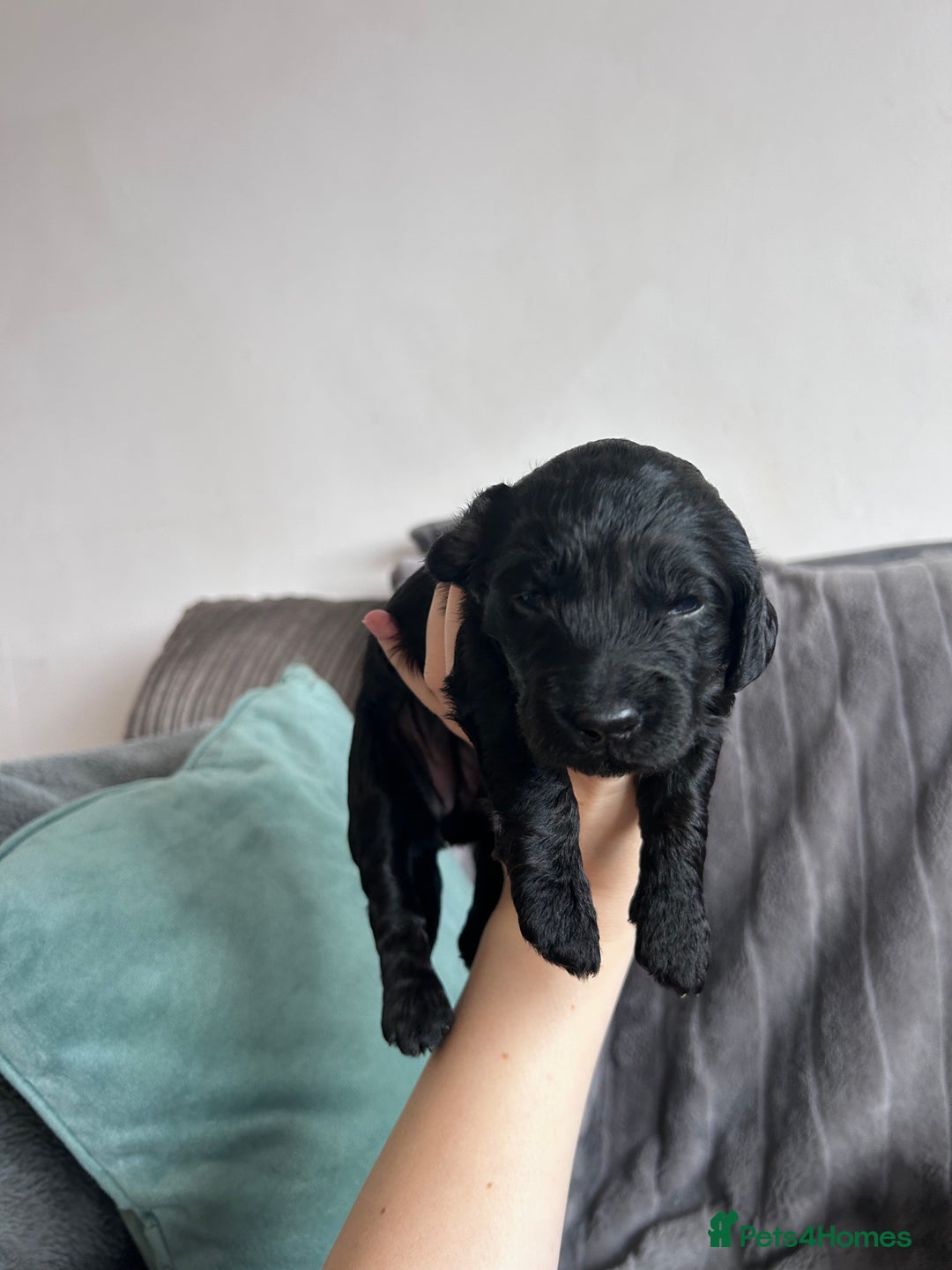 Cockapoo dogs for sale: Stunnning cockerpoos  - Image 8