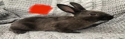 Rex rabbits for sale: Beautiful velvet mini Rex & Rex rabbits - Advert 5