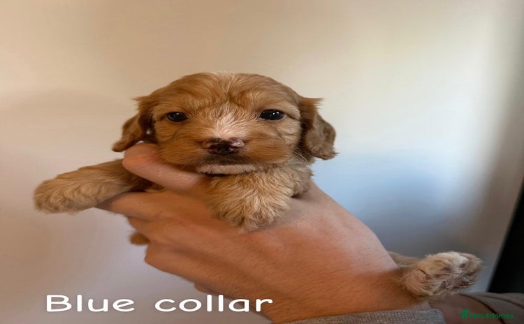 Cockapoo dogs - Advert 3