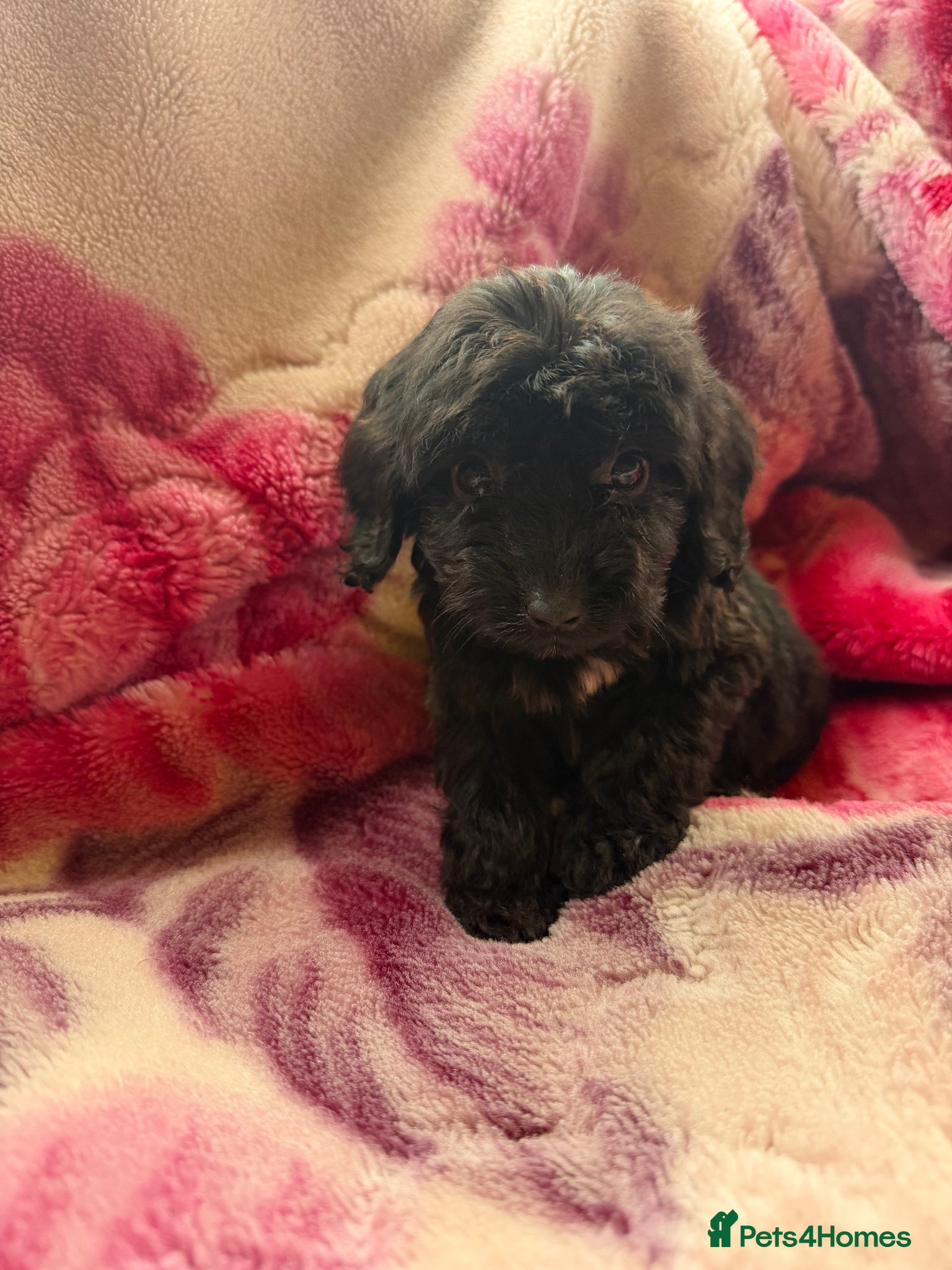 Cockapoo dogs Beautiful cockapoo puppies for sale - Advert 1