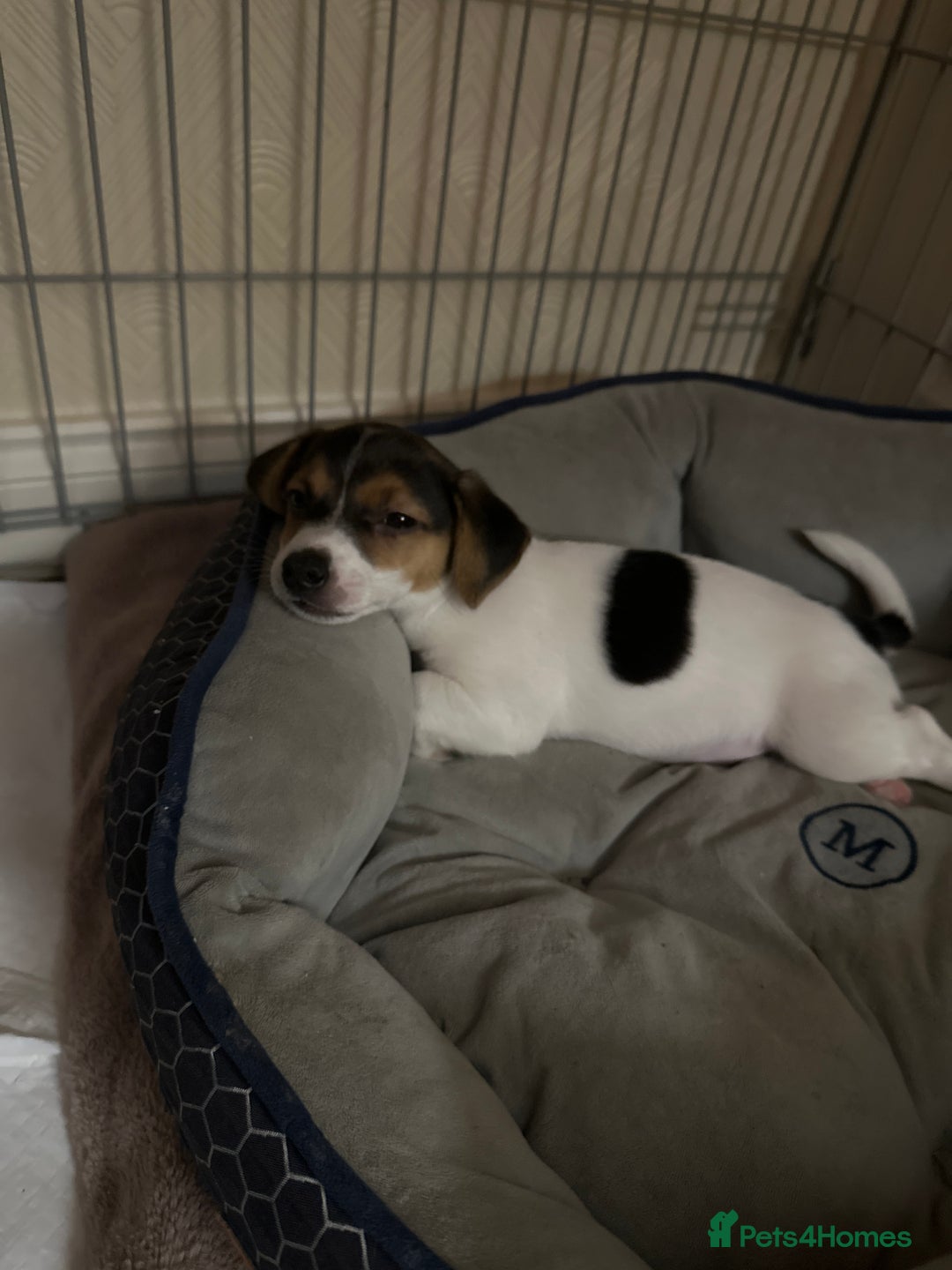 Jack Russell dogs for sale: Jack russell boy  - Advert 1