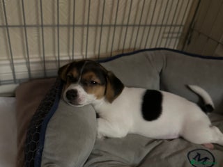 Jack Russell dogs Jack russell boy - Advert 1