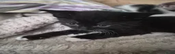 Mixed Breed cats for sale: Kittens - Advert 24