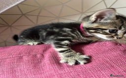 British Shorthair cats for sale: Beautiful tabby kittens looking for forever homes - Image 2