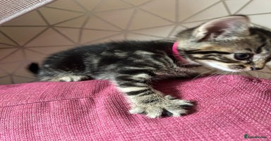 British Shorthair cats - Advert 10