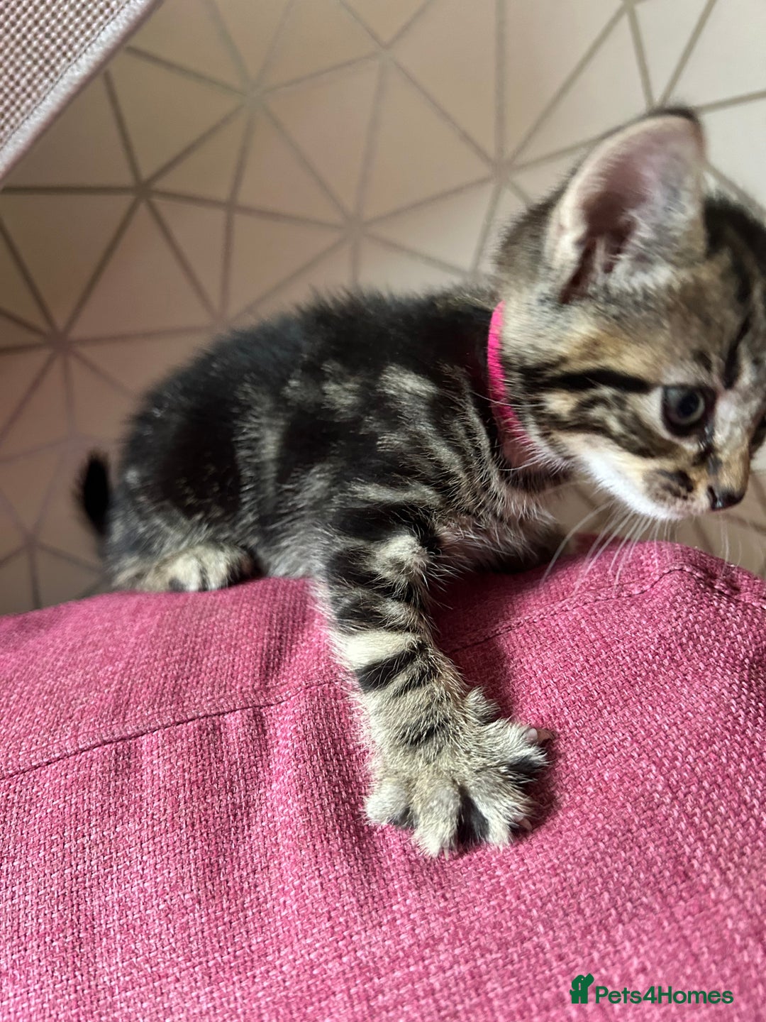 British Shorthair cats for sale: Beautiful tabby kittens looking for forever homes - Image 2
