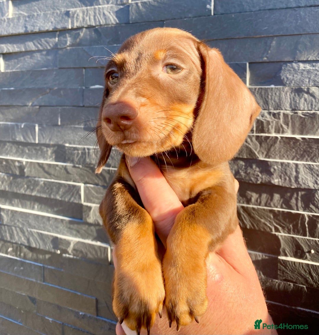 Miniature Dachshund dogs for sale: Miniature dachshunds READY NOW - Advert 19