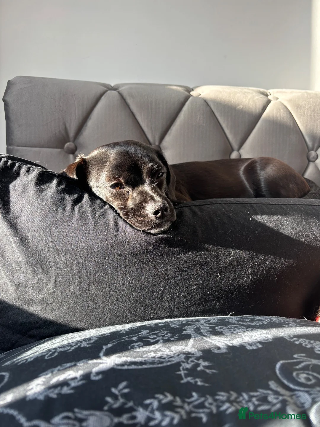 Mixed Breed dogs for sale: Dacshaund x Japanese Jin  in Doncaster - Advert 4