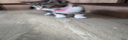 Mixed Breed cats for sale: Four lovely kittens - Advert 6