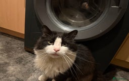 Turkish Angora cats for sale: Turkish Angora Tuxedo  - Image 1