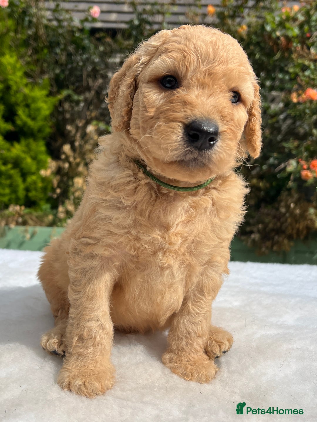Labradoodle dogs for sale: F1 labradoodle  - Image 13