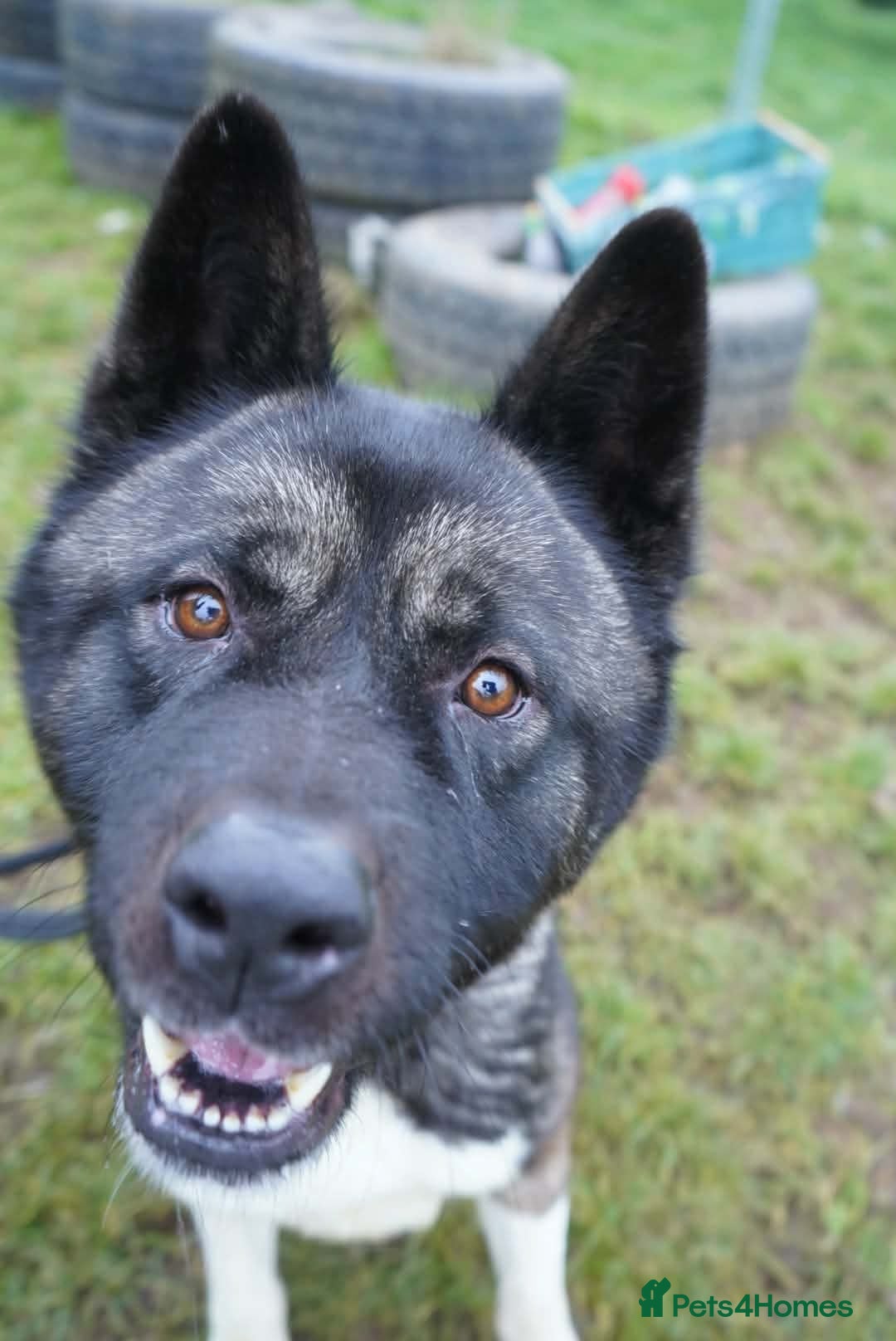 Akita dogs for adoption: Blake - Advert 1