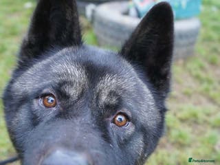 Akita dogs Blake - Advert 16