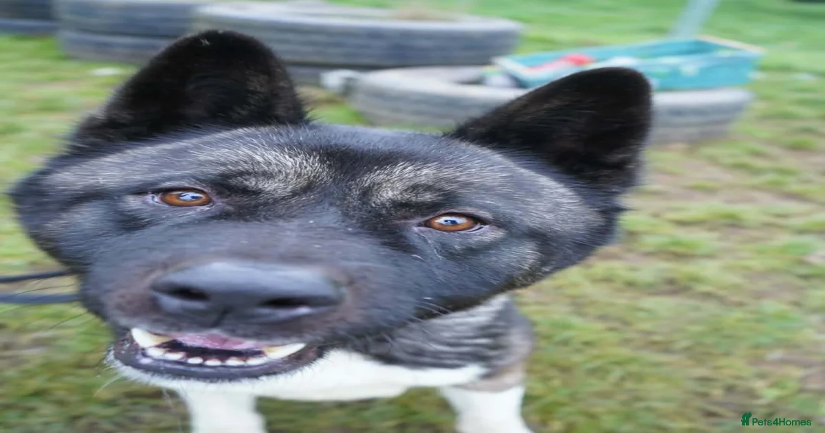 Blake for adoption in Worksop | Pets4Homes