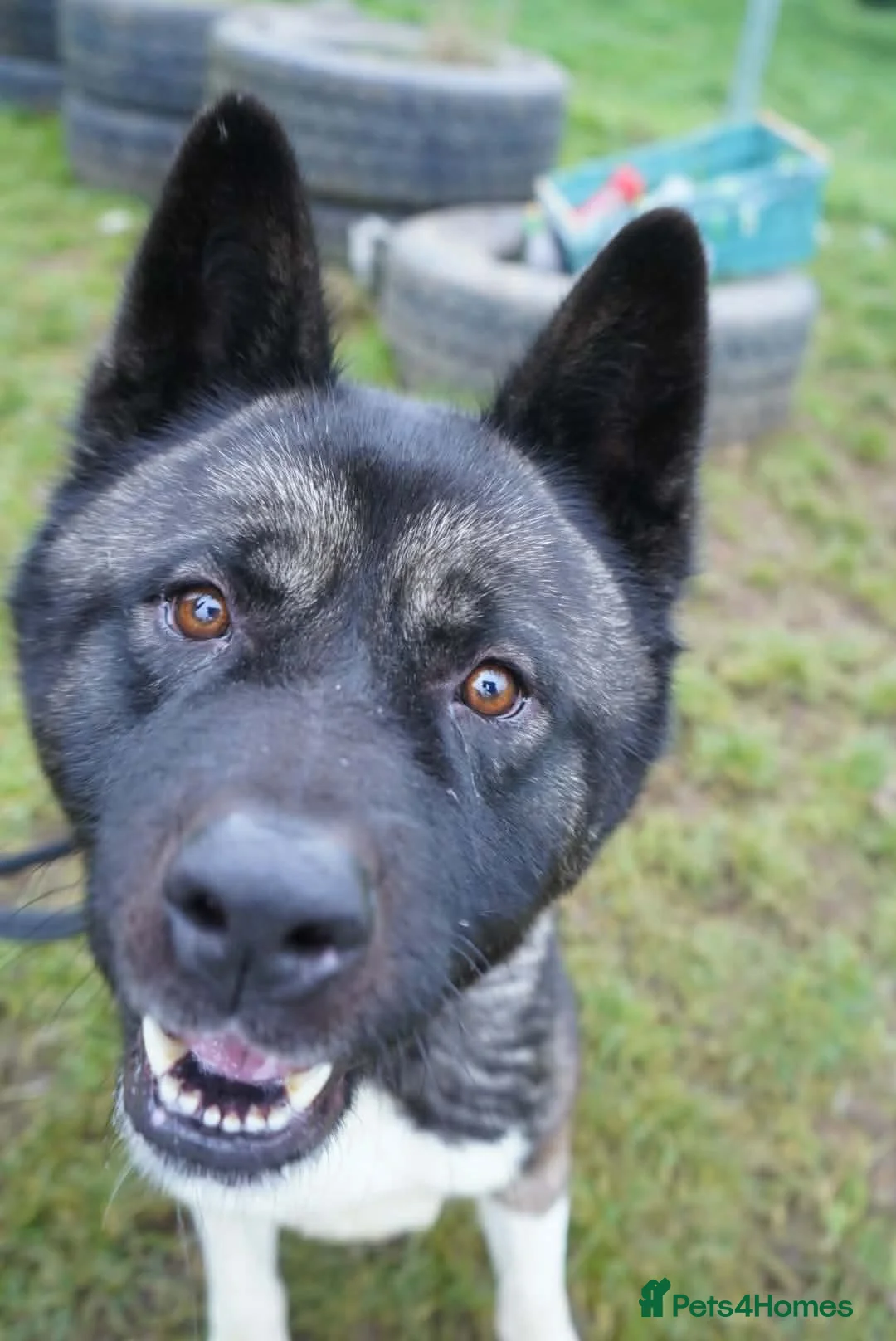 Akita dogs for adoption: Blake - Advert 1