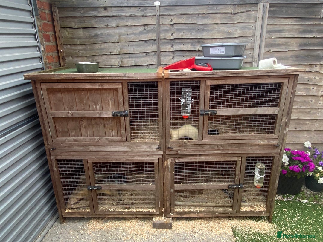 Ferret rodents for sale: 2 Ferrets (msg me for offer :) - Image 3