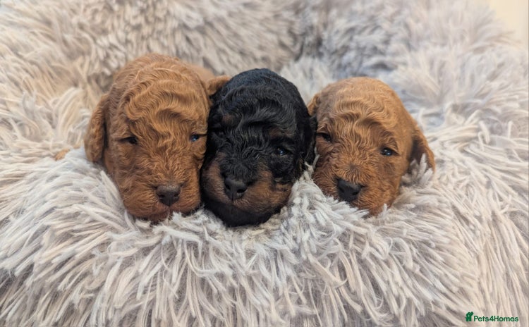Toy Poodle dogs - Advert 7
