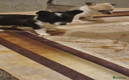 Chihuahua dogs for sale: Small chihuahua puppies  - Advert 11