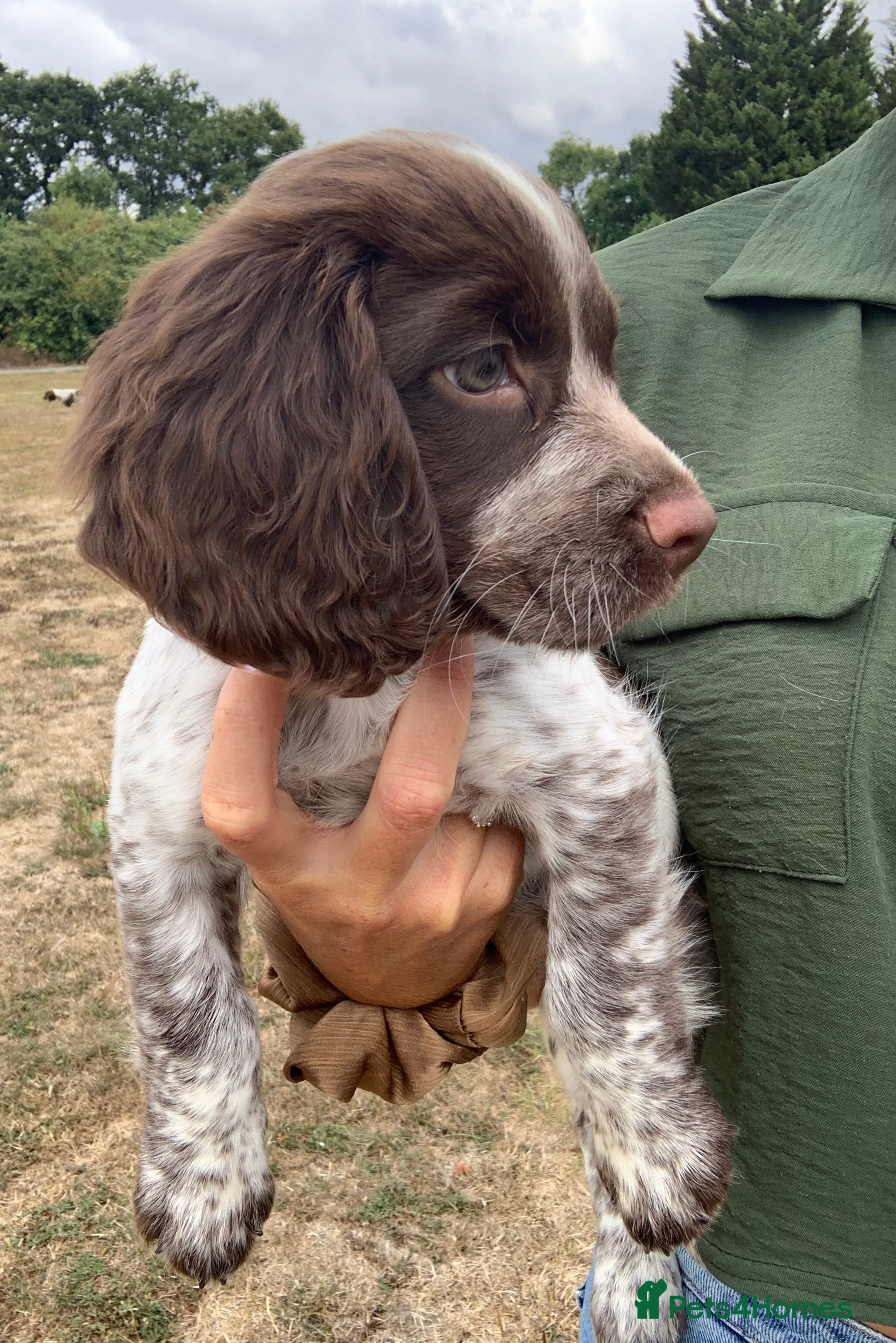 Sprocker dogs 2boys 1Girl cocker spaniels READY TO LEAVE NOW - Advert 2