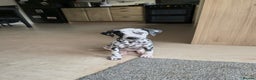 Dalmatian dogs for sale: Female dalmatian puppy - Advert 1