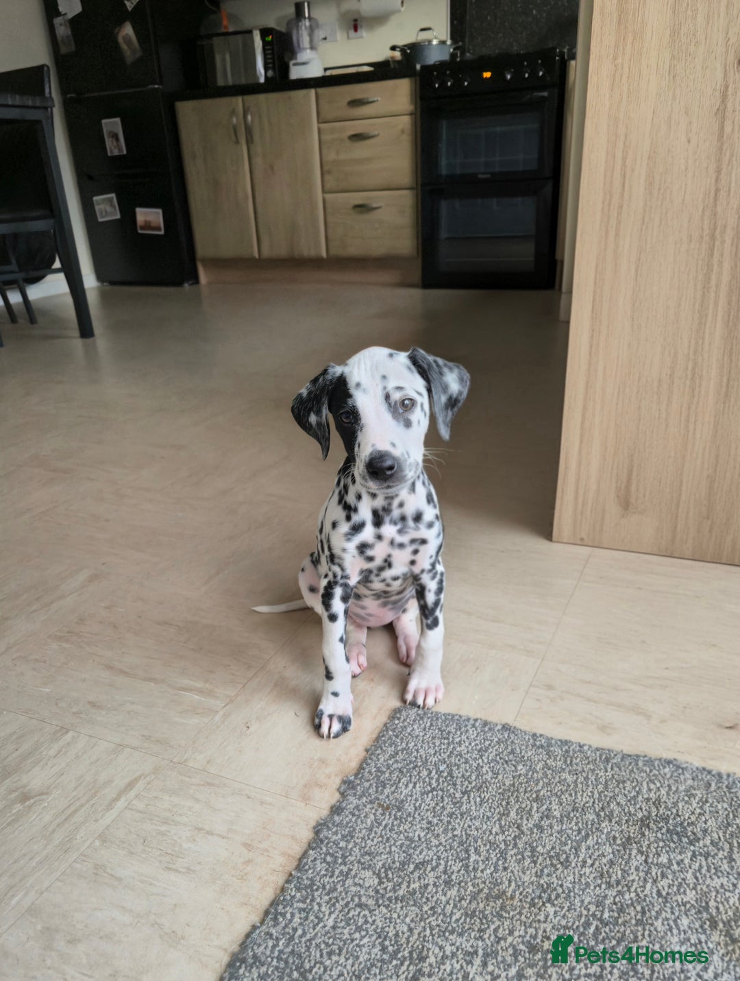 Dalmatian dogs for sale: Female dalmatian puppy - Advert 1