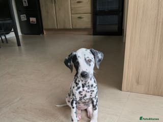 Dalmatian dogs KC registered female puppy - Advert 17