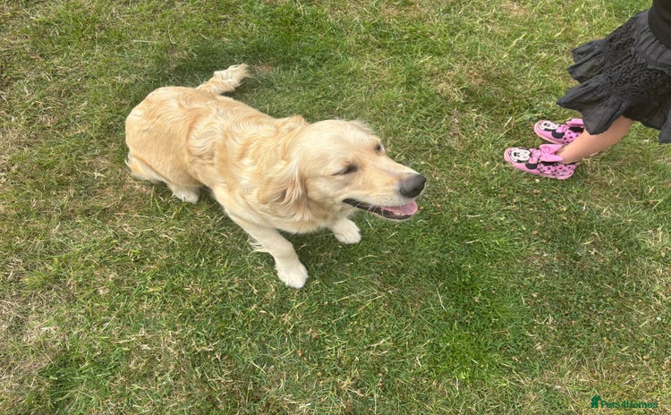 Golden Retriever dogs - Advert 2