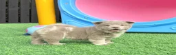 Chow Chow dogs for sale: Stunning exotic colour chowski puppies for sale  - Advert 39