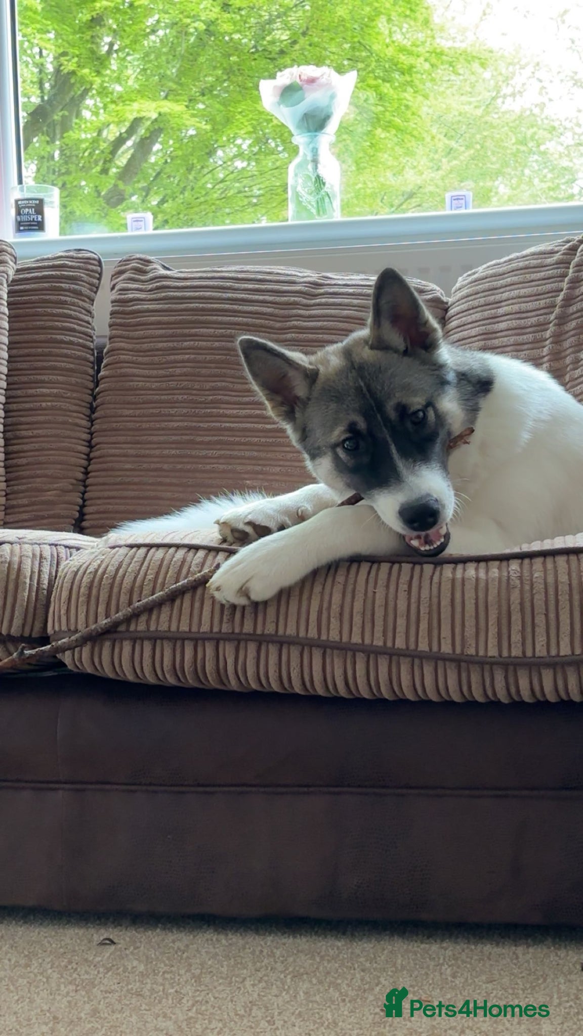 Utonagan dogs 8 month old  - Advert 10