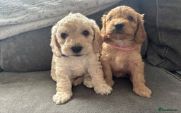 Cockapoo dogs for sale: Cockapoo puppies for sale- extensive DNA tested - Image 11