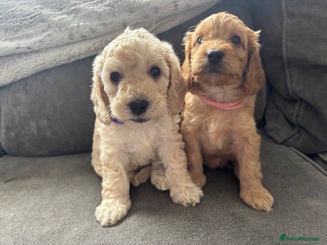 Cockapoo dogs for sale: Cockapoo puppies for sale- extensive DNA tested - Image 11